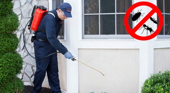 Adalar Kemirgen İlaçlama böcek ilaçlama ve haşere kontrolü — ilaclama-tr.com